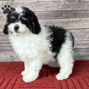 Austin, Mini Bernedoodle Puppy